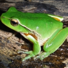 Litoria phyllochroa (Leaf-green Tree Frog) at Blue Mountains National Park, NSW - 19 May 2014 by PatrickCampbell