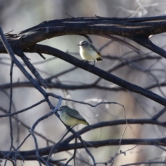 Acanthiza chrysorrhoa (Yellow-rumped Thornbill) at Booth, ACT - 5 Aug 2021 by RodDeb