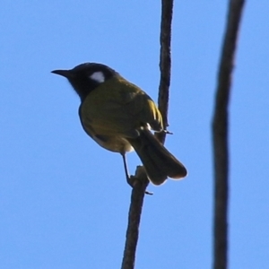 Nesoptilotis leucotis at Booth, ACT - 5 Aug 2021