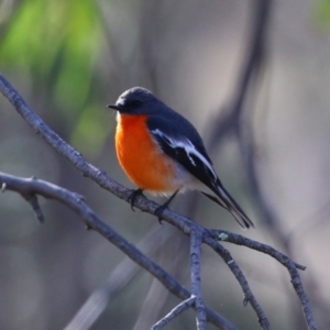 Petroica phoenicea at Booth, ACT - 5 Aug 2021