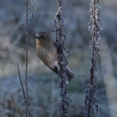 Petroica phoenicea at Booth, ACT - 5 Aug 2021