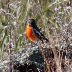 Petroica phoenicea at Booth, ACT - 5 Aug 2021 01:37 PM