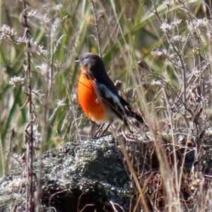 Petroica phoenicea at Booth, ACT - 5 Aug 2021