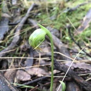 Pterostylis nutans at Acton, ACT - suppressed