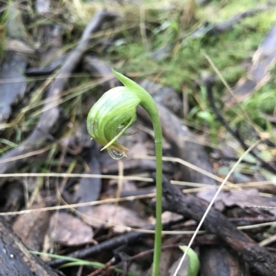 Pterostylis nutans (Nodding Greenhood) at Acton, ACT - 5 Aug 2021 by MattFox