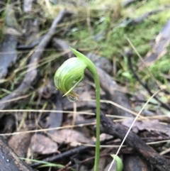 Pterostylis nutans at Acton, ACT - suppressed