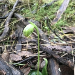 Pterostylis nutans at Acton, ACT - 6 Aug 2021