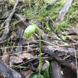 Pterostylis nutans at Acton, ACT - suppressed