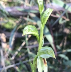 Bunochilus umbrinus at suppressed - 6 Aug 2021