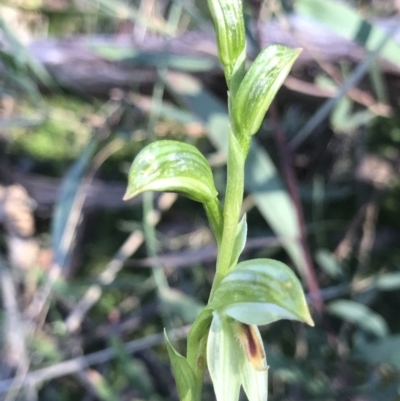 Bunochilus umbrinus (Broad-sepaled Leafy Greenhood) at Downer, ACT - 5 Aug 2021 by PeterR