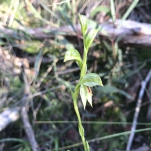 Bunochilus umbrinus at suppressed - 6 Aug 2021