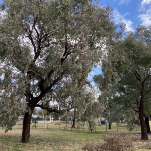 Eucalyptus sideroxylon at Wanniassa, ACT - 6 Aug 2021 09:49 AM