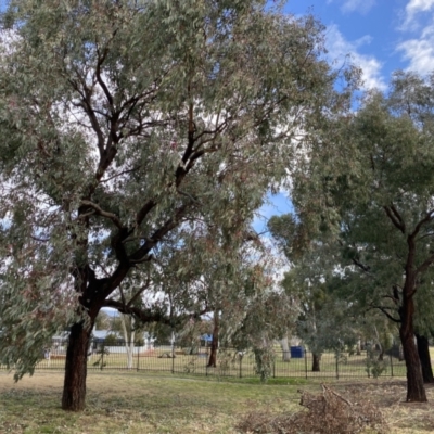 Eucalyptus sideroxylon (Mugga Ironbark) at Wanniassa, ACT - 6 Aug 2021 by jks