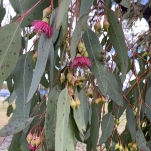 Eucalyptus sideroxylon at Wanniassa, ACT - 6 Aug 2021 09:49 AM