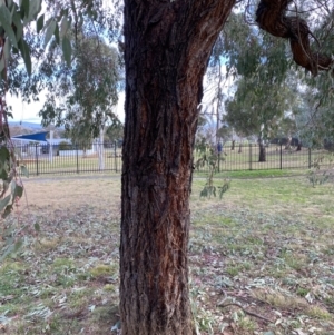 Eucalyptus sideroxylon at Wanniassa, ACT - 6 Aug 2021 09:49 AM