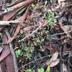 Hypericum gramineum at Downer, ACT - 3 Aug 2021