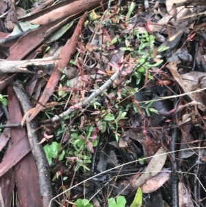 Hypericum gramineum at Downer, ACT - 3 Aug 2021