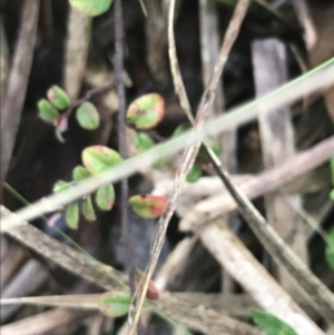 Bossiaea buxifolia at Downer, ACT - 3 Aug 2021