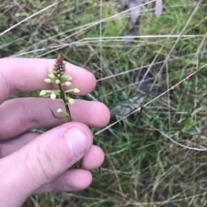 Stackhousia monogyna at Acton, ACT - 3 Aug 2021 10:24 AM