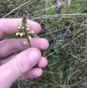 Stackhousia monogyna at Acton, ACT - 3 Aug 2021