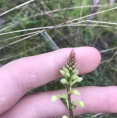 Stackhousia monogyna at Acton, ACT - 3 Aug 2021