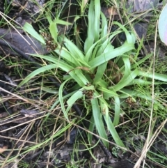 Luzula densiflora at Downer, ACT - 3 Aug 2021