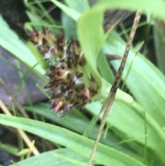 Luzula densiflora at Downer, ACT - 3 Aug 2021