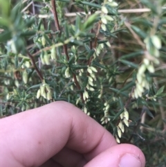 Styphelia fletcheri subsp. brevisepala at Acton, ACT - 3 Aug 2021