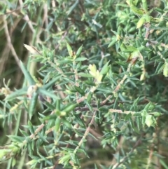 Styphelia fletcheri subsp. brevisepala at Acton, ACT - 3 Aug 2021