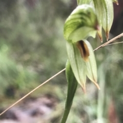 Bunochilus umbrinus (ACT) = Pterostylis umbrina (NSW) (Broad-sepaled Leafy Greenhood) by PeterR