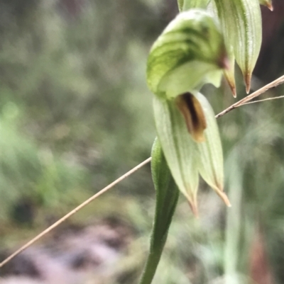 Bunochilus umbrinus (ACT) = Pterostylis umbrina (NSW) (Broad-sepaled Leafy Greenhood) by PeterR