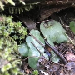 Corysanthes sp. (A Helmet Orchid) at Paddys River, ACT by PeterR