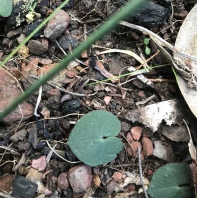 Acianthus sp. (Mayflower Orchid) at Paddys River, ACT - 6 Aug 2021 by PeterR