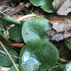 Corybas (Genus) (Helmet Orchid) by PeterR