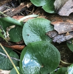 Corybas sp. (A Helmet Orchid) at Paddys River, ACT - 6 Aug 2021 by PeterR