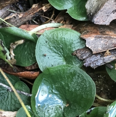 Corybas sp. (A Helmet Orchid) at Paddys River, ACT - 6 Aug 2021 by PeterR