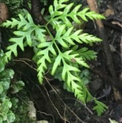 Pteris tremula (Tender Brake) at Acton, ACT - 3 Aug 2021 by Tapirlord