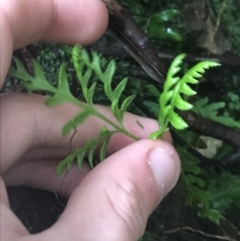 Pteris tremula at Acton, ACT - 3 Aug 2021 10:32 AM