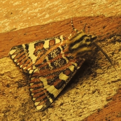 Apina callisto (Pasture Day Moth) at Paddys River, ACT - 8 Apr 2021 by MichaelBedingfield