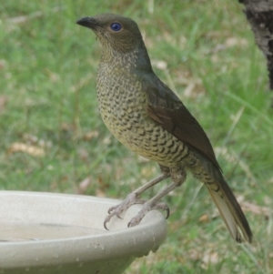 Ptilonorhynchus violaceus at Conder, ACT - 10 Apr 2021 12:34 PM