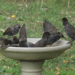 Sturnus vulgaris at Conder, ACT - 10 Apr 2021