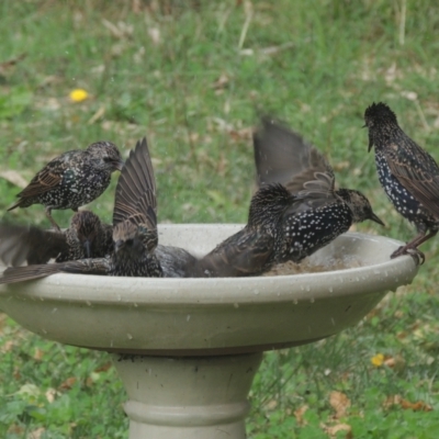 Sturnus vulgaris (Common Starling) at Conder, ACT - 10 Apr 2021 by michaelb