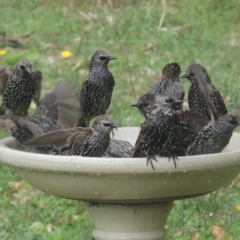 Sturnus vulgaris at Conder, ACT - 10 Apr 2021