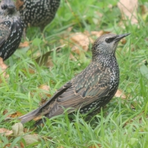 Sturnus vulgaris at Conder, ACT - 10 Apr 2021