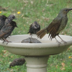 Sturnus vulgaris at Conder, ACT - 10 Apr 2021