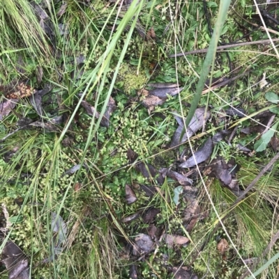 Chiloglottis sp. (A Bird/Wasp Orchid) at Acton, ACT - 3 Aug 2021 by Tapirlord