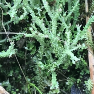 Cladonia sp. (genus) at Acton, ACT - 3 Aug 2021 10:40 AM