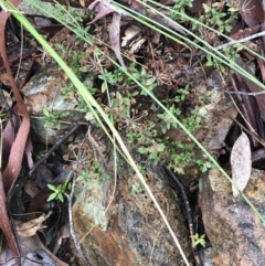 Pomax umbellata (A Pomax) at Acton, ACT - 3 Aug 2021 by Tapirlord