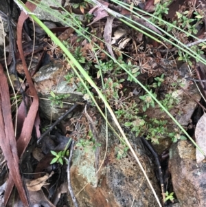 Pomax umbellata at Acton, ACT - 3 Aug 2021