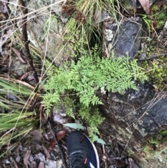 Cheilanthes austrotenuifolia at Acton, ACT - 3 Aug 2021